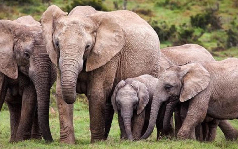 Ethiopia gives Babile Elephant Sanctuary land to investors - Ethio Negari