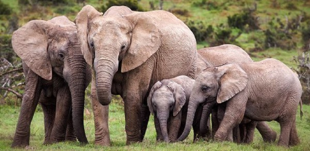 Ethiopia gives Babile Elephant Sanctuary land to investors