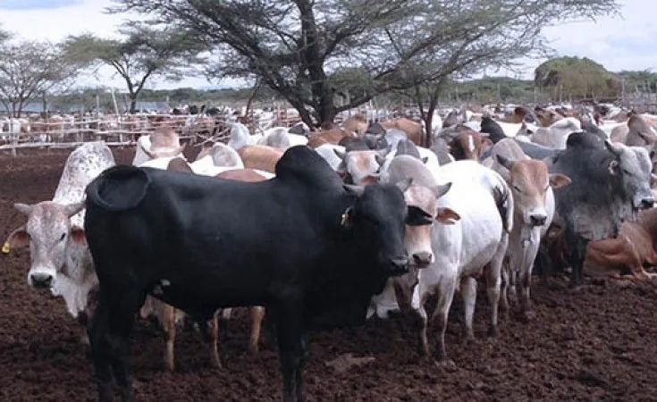 Ethiopia loses $17 million monthly Due to Illegal livestock Export