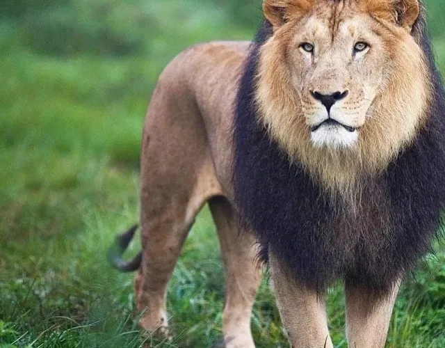 Ethiopia’s Iconic Black Lions Face Extinction Threat