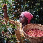 European Union Law Threatens Five Million Ethiopian Coffee Farmers