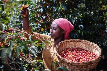 European Union Law Threatens Five Million Ethiopian Coffee Farmers