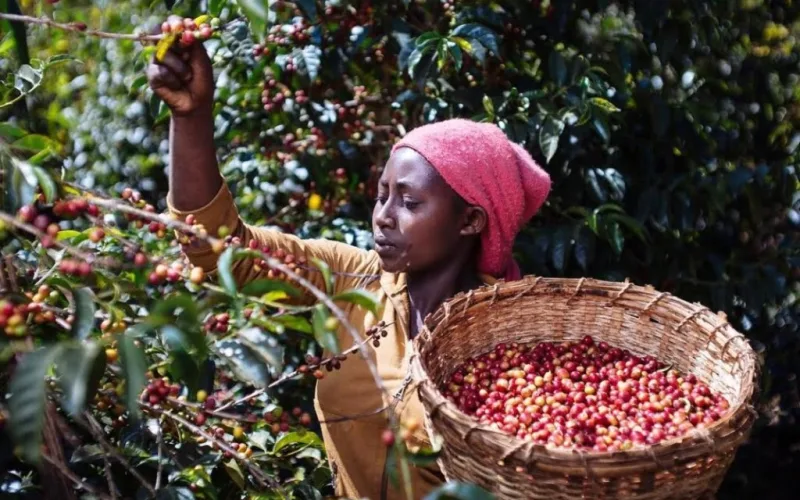 European Union Law Threatens Five Million Ethiopian Coffee Farmers