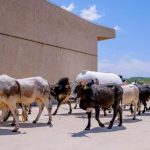 Ethiopia Begins Transporting Livestock to Djibouti by Railway