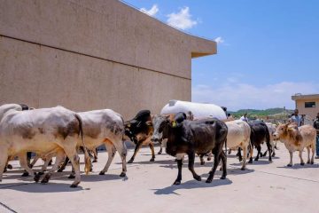 Ethiopia Begins Transporting Livestock to Djibouti by Railway