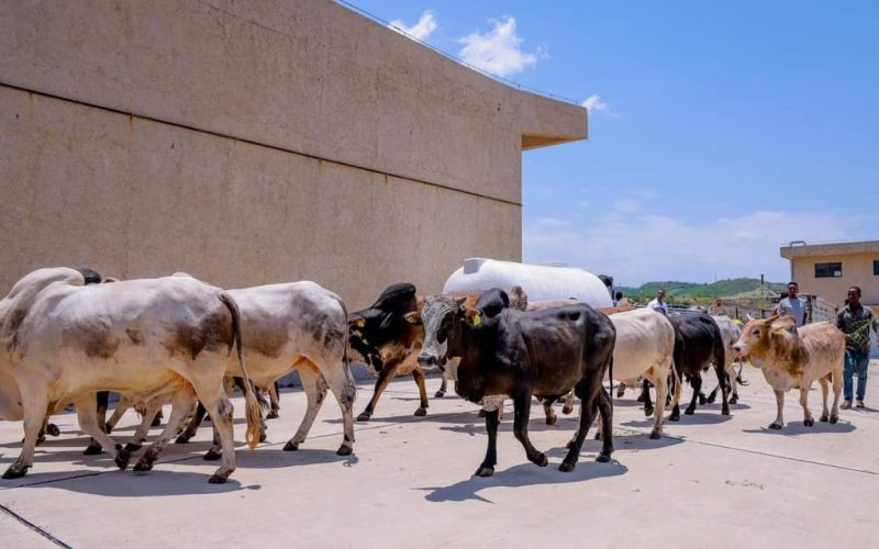 Ethiopia Begins Transporting Livestock to Djibouti by Railway