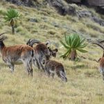 Walia Ibex of Ethiopia Faces Threat of Extinction