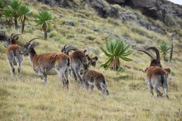 Walia Ibex of Ethiopia Faces Threat of Extinction